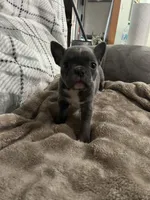 Ira, a female Frenchton for sale in Smithville, TN – 6 of 10