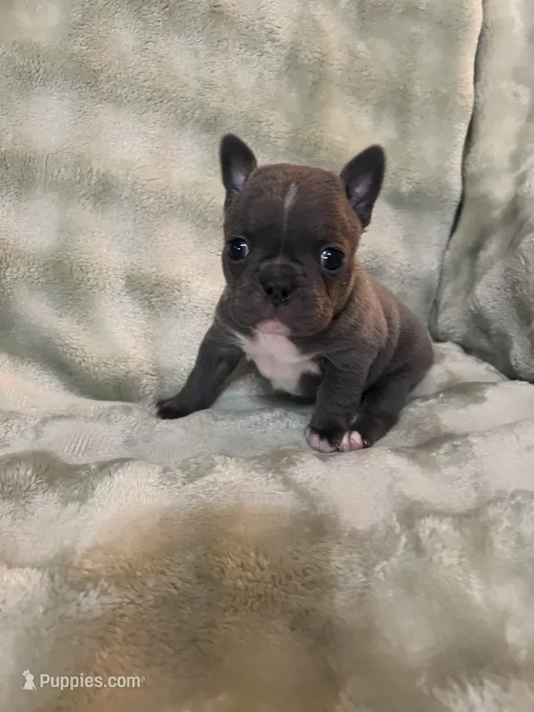 Ira – Frenchton puppy for sale in Smithville, TN