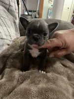 Ira, a female Frenchton for sale in Smithville, TN – 2 of 10