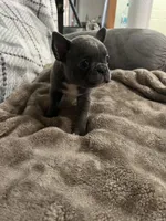 Ira, a female Frenchton for sale in Smithville, TN – 10 of 10