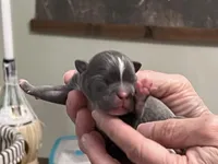 Ira, a female Frenchton for sale in Smithville, TN – Photo 3 of 5