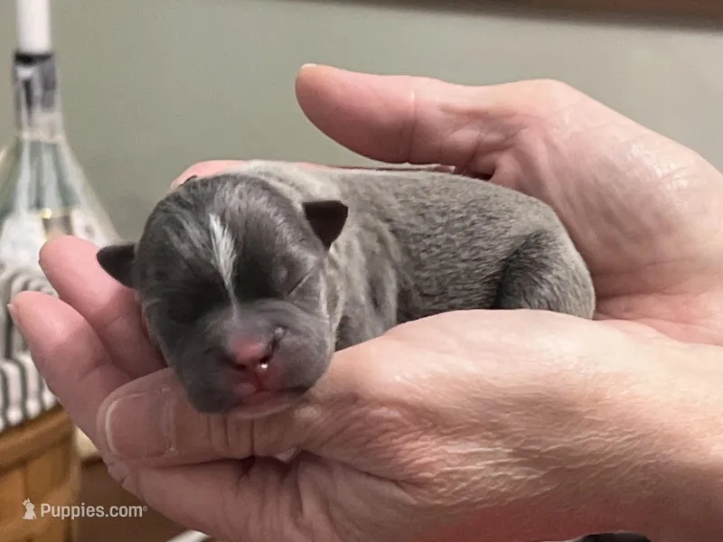 Ira – Frenchton puppy for sale in Smithville, TN