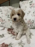 Miley, a female Poodle - Miniature  for sale in Smithville, TN – 1 of 6