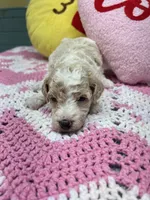 Miley, a female Poodle - Miniature  for sale in Smithville, TN – 5 of 7