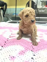 Finley, a female Poodle - Miniature  for sale in Smithville, TN – 7 of 7