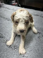 #1, a male Poodle - Miniature  for sale in Smithville, TN – 6 of 6