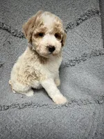 Buddy ( Orange), a male Poodle - Miniature  for sale in Smithville, TN – 9 of 9