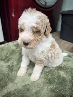 Leo (Red), a male Poodle - Miniature  for sale in Smithville, TN – 9 of 10