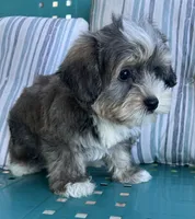 Max, a male Yorkipoo for sale in Smithville, TN – 7 of 8