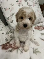 Miley, a female Poodle - Miniature  for sale in Smithville, TN – 4 of 6