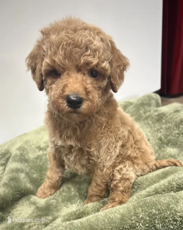 Finley – Poodle - Miniature  puppy for sale in Smithville, TN