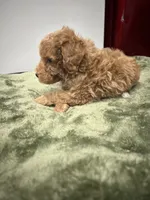 Smokey, a male Poodle - Miniature  for sale in Smithville, TN – 4 of 7
