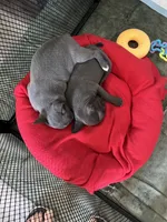 Ira, a female Frenchton for sale in Smithville, TN – 8 of 9
