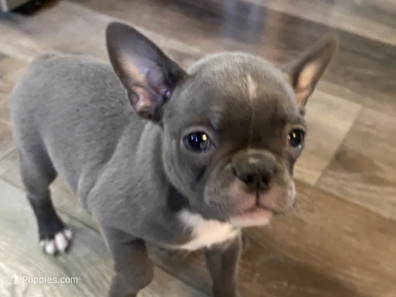 Ira – Frenchton puppy for sale in Smithville, TN