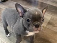Ira, a female Frenchton for sale in Smithville, TN – 2 of 9