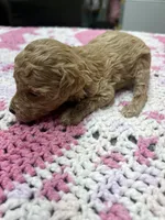 Tinker Bell, a female Poodle - Miniature  for sale in Smithville, TN – 4 of 7