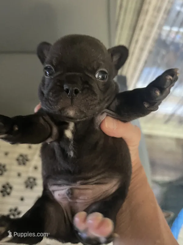 Espresso  – Frenchton puppy for sale in Smithville, TN