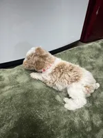 Leo (Red), a male Poodle - Miniature  for sale in Smithville, TN – 7 of 10
