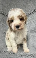 Leo (Red), a male Poodle - Miniature  for sale in Smithville, TN – 3 of 10