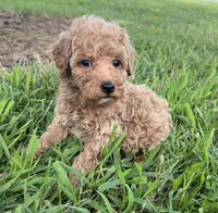 Tinker Bell, a female Poodle - Miniature  for sale in Smithville, TN – 3 of 10