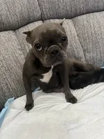 Espresso , a male Frenchton for sale in Smithville, TN – 5 of 5