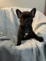 Yogi Bear, a male Frenchton for sale in Smithville, TN – 6 of 8