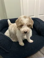 Bandit ( Blue ), a male Poodle - Miniature  for sale in Smithville, TN – 1 of 6