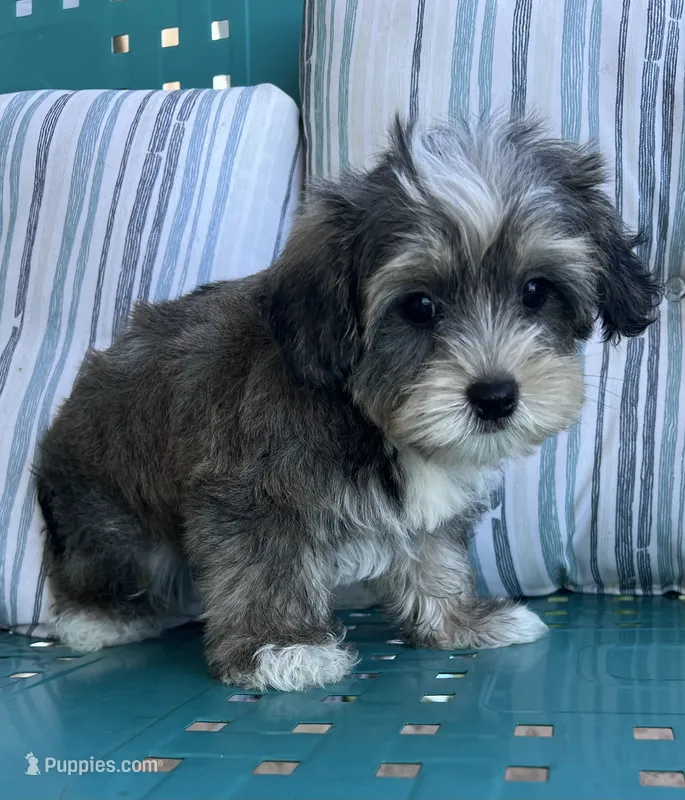 Max – Yorkipoo puppy for sale in Smithville, TN