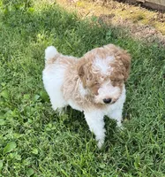 Luke, a male Poodle - Miniature  for sale in Smithville, TN – 8 of 10