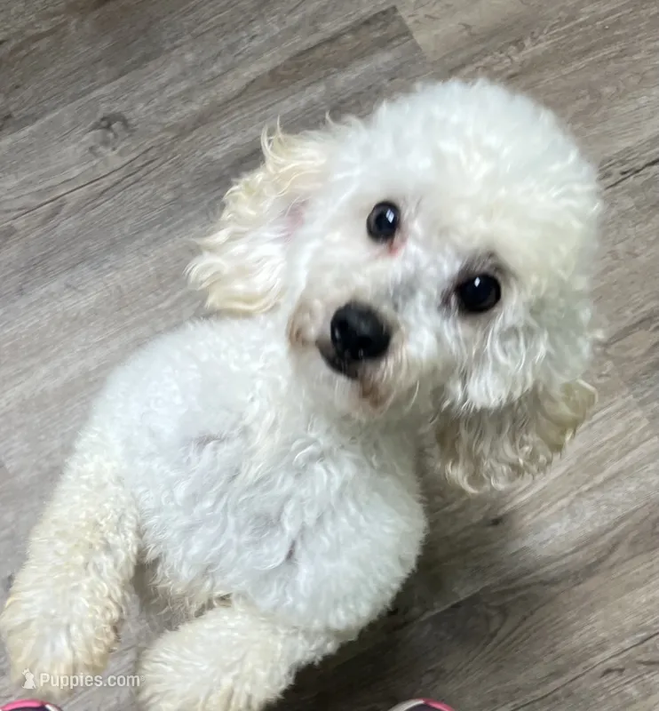 Geo – Poodle - Toy  puppy for sale in Smithville, TN