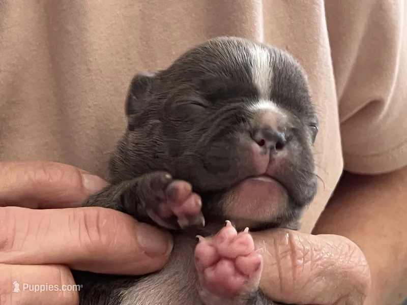 Silver – Frenchton puppy for sale in Smithville, TN