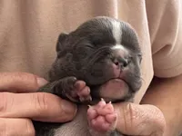 Silver, a male Frenchton for sale in Smithville, TN – 1 of 4