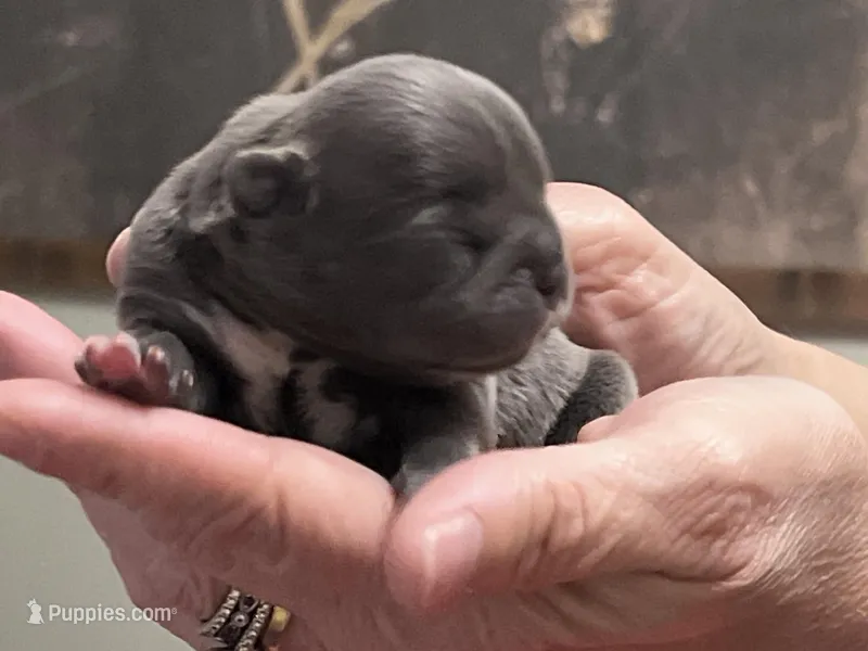 Vihana – Frenchton puppy for sale in Smithville, TN