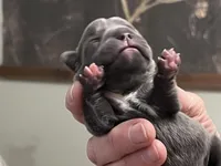 Vihana, a female Frenchton for sale in Smithville, TN – Photo 3 of 5