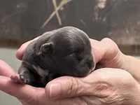 Vihana, a female Frenchton for sale in Smithville, TN – Photo 4 of 5