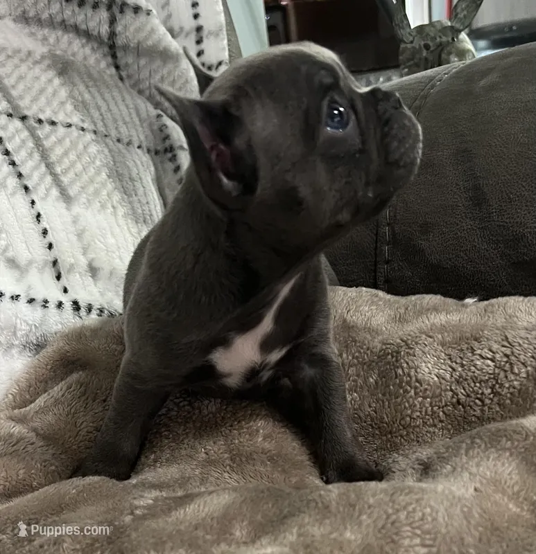 Vihana – Frenchton puppy for sale in Smithville, TN