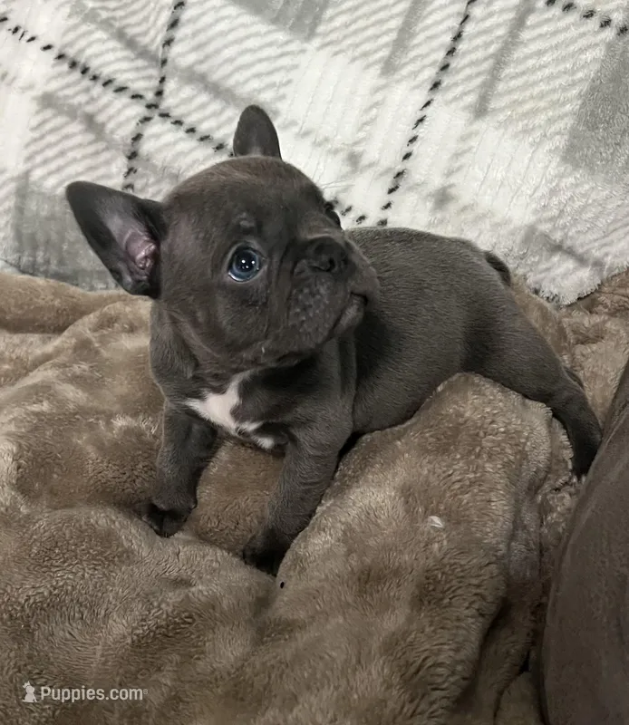 Vihana – Frenchton puppy for sale in Smithville, TN