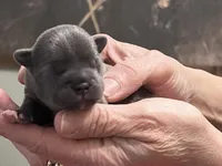 Vihana, a female Frenchton for sale in Smithville, TN – Photo 2 of 5