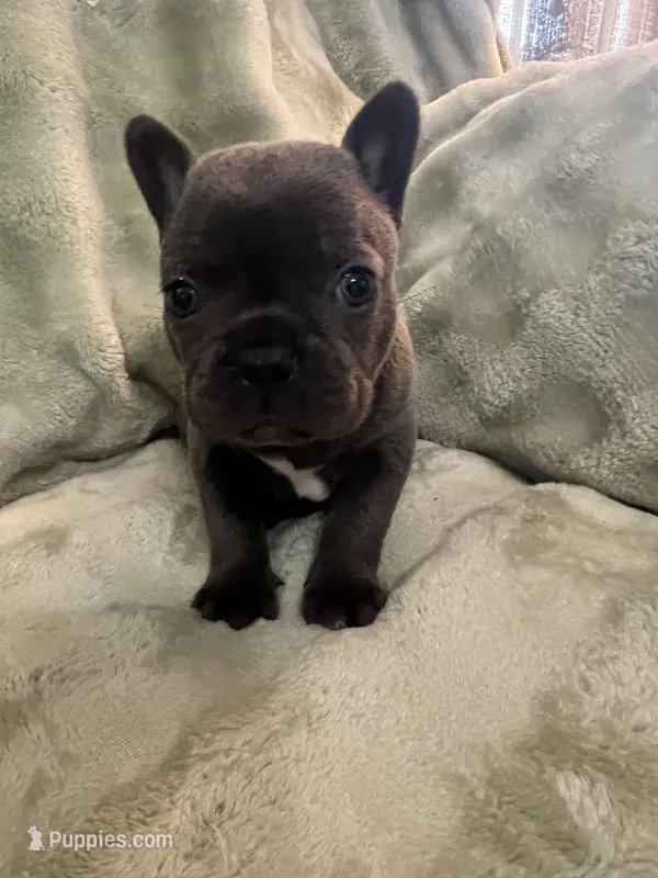 Vihana – Frenchton puppy for sale in Smithville, TN