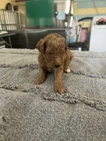 Buttons, a male Poodle - Miniature  for sale in Smithville, TN – 3 of 6