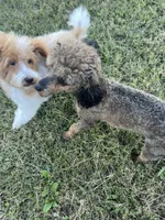 Luke, a male Poodle - Toy  for sale in Smithville, TN – 5 of 8