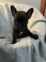 Yogi Bear, a male Frenchton for sale in Smithville, TN – 3 of 8