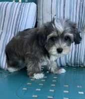 Max, a male Yorkipoo for sale in Smithville, TN – 8 of 8