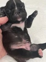 Chocolate Sundae , a female Frenchton for sale in Smithville, TN – 3 of 4