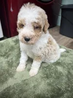 Buddy ( Orange), a male Poodle - Miniature  for sale in Smithville, TN – 2 of 9