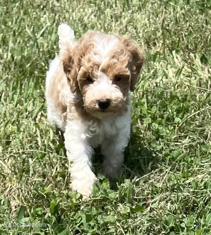 Luke  ( green) – Poodle - Miniature  puppy for sale in Smithville, TN