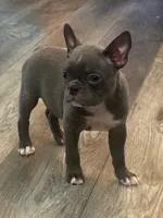Ira, a female Frenchton for sale in Smithville, TN – 7 of 9