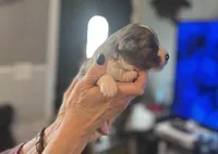 Kenai, a male Aussiedoodle for sale in Smithville, TN – Photo 2 of 9
