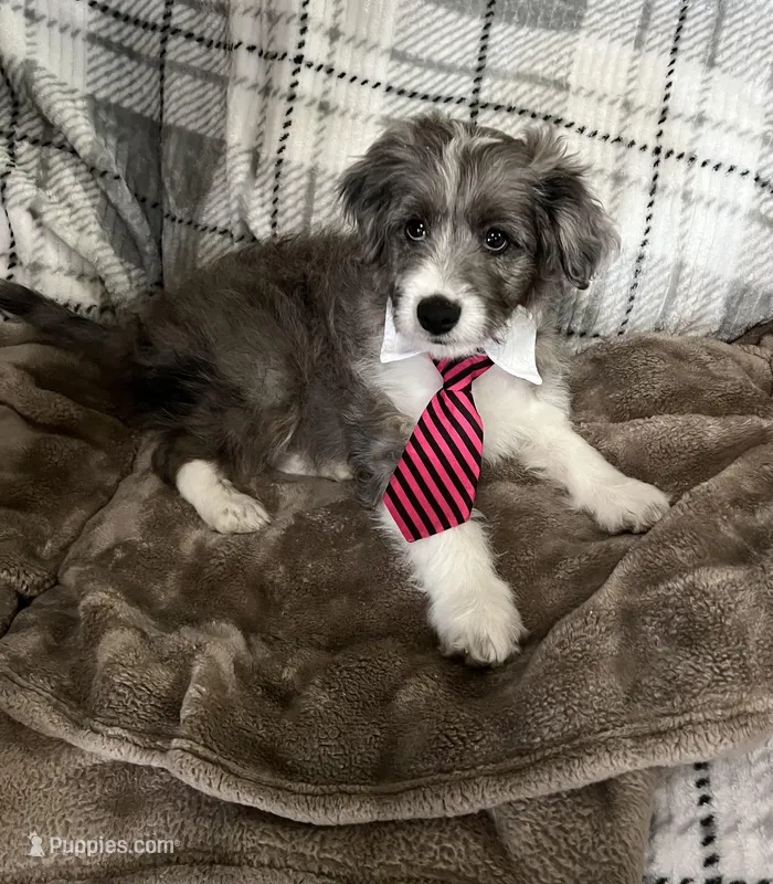 Kenai – Aussiedoodle puppy for sale in Smithville, TN