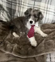 Kenai, a male Aussiedoodle for sale in Smithville, TN – 1 of 10